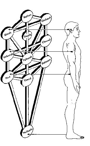 Tree Of Life In The Human Body With Images Sacred Geometry Symbols