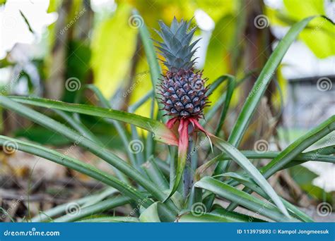 Small Baby Pineapple Growing On A Plant In The Garden Stock Image
