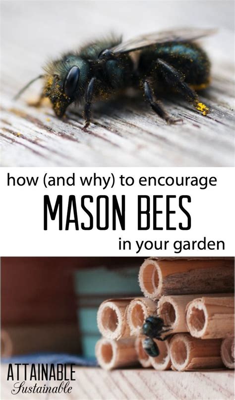 How To Attract Mason Bees To Your Garden And Why Youd Want To Bee