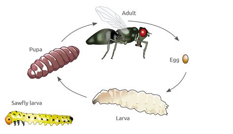 Identification And Management Of Flies And Sawflies In Field Crops Ahdb