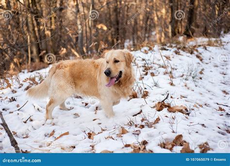 Golden Retriever In The Snowy Forest Stock Image Image Of Outdoors