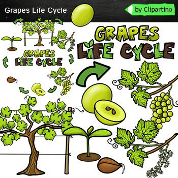 Plant Life Cycles Clipart Bundle Life Cycles Clipart By Clipartino