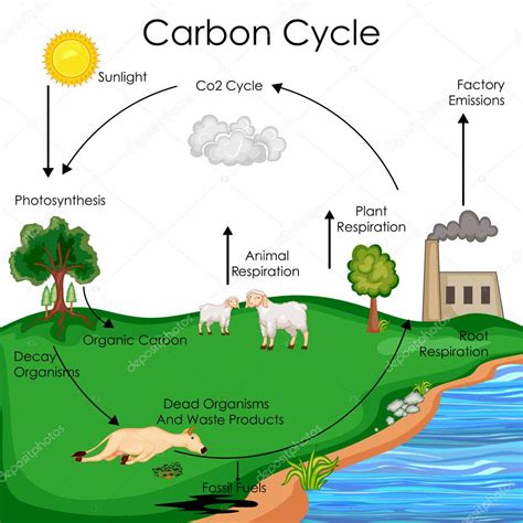 Carta Educativa De Biología Para El Diagrama Del Ciclo Del Carbono 2022