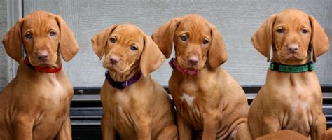 Buy, sell, adopt or place ads for free! Rules of the Jungle: Vizsla puppies