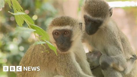 Colobus Monkeys In Kenya Threatened By Humans