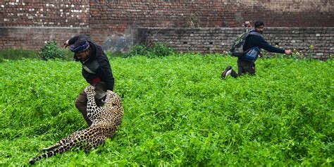 vidÉo inde un léopard sème la panique dans une ville du nord