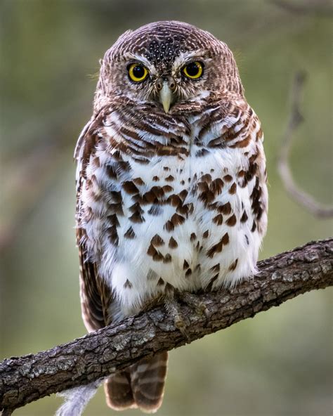 The Top 15 Cutest Owls in the World - Bird Advisors