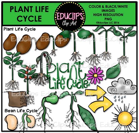 Plant Life Cycle Clipart 10 Free Cliparts Download Images On