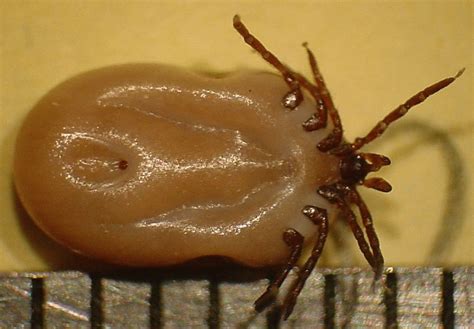 Deer Tick Or Black Legged Tick Plant And Pest Diagnostics