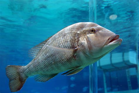 Free Images Sea Underwater Fish Sonyalpha Giantgrouper