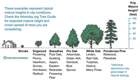 Selecting A Tree Thress Nursery Gardens