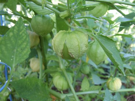 These fruits look like green tomatoes, but they grow inside a thin, papery husk. How To Grow Tomatillo | HGTV