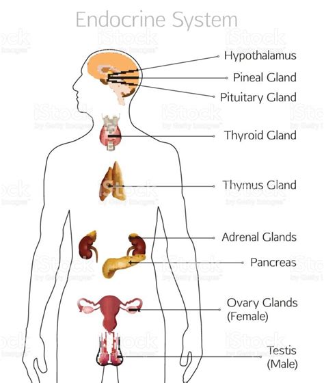 Resultado De Imagen Para Dibujo Del Sistema Endocrino Endocrine System Endocrine Human Body