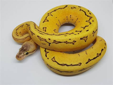 Enchi Fire Pinstripe Yellow Belly Morph List World Of Ball Pythons