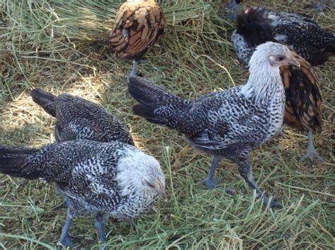 Egyptian Fayoumi Eggs 18 Backyard Chickens