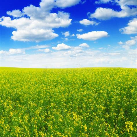 Spring Field Stock Photo Image Of Meadow Outdoor Beautiful 34067212