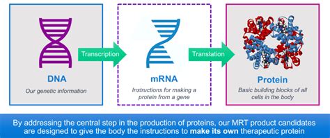Mariana ruiz villarreal/wikimedia commons once messenger rna has been modified and is ready for translation, it binds to a specific site on a ribosome. Messenger RNA Medicines | Translate Bio | mRNA Therapeutics