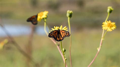 Big Agriculture Helped Destroy Monarch Butterfly Habitats By Delega