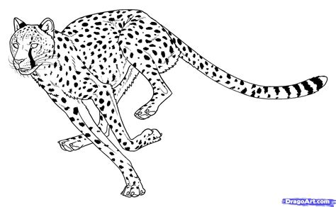 How To Draw Cheetahs Cheetah Cat Step 15 Cheetah Drawing Cheetah