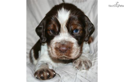 During the renaissance, it was considered the ideal companion for the european hunter. English Springer Spaniel puppy for sale near Orlando, Florida | 30407f2d-c5c1