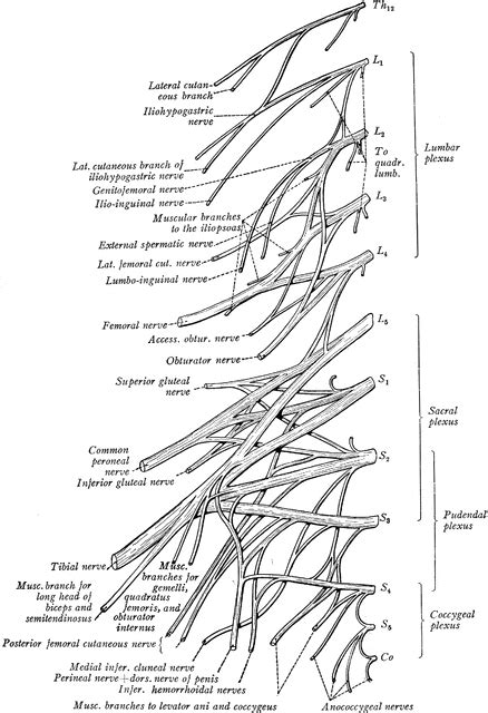 Cervical And Brachial Plexuses Nerves Clipart Etc