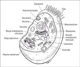 We did not find results for: What You Need to Know about Cells for the GED Science Test ...