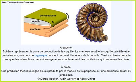 Forme Des Coquilles Dammonites Expliquée Par La Physique Vive Les