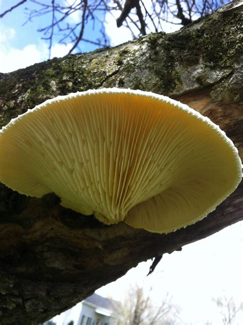 Id Help Please Large White Mushroom On Pear Tree Mushroom Hunting