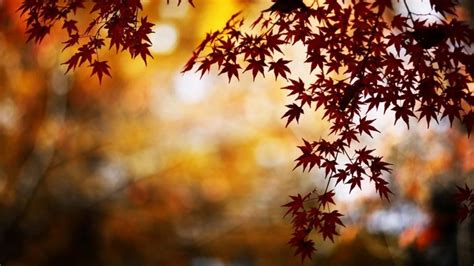 1243021 Hd Autumn Tree Purple Leaves Rare Gallery Hd Wallpapers
