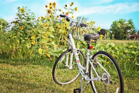 Free Images Nature Outdoor Wheel Flower Summer Recreation Ride