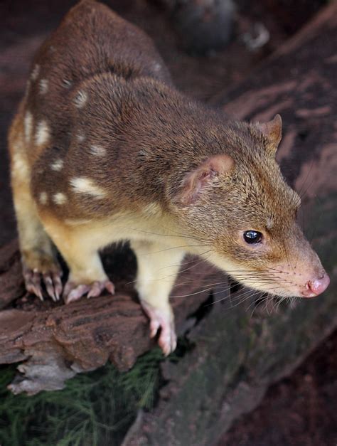 Spotted Tailed Quoll A Spotted Tailed Quoll At Caversham W S J
