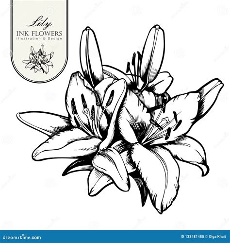 Black Ink Line Style Sketch Flower Hand Painted Alstroemeria Stock