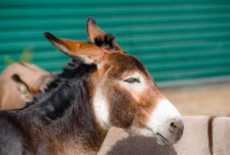 Live Donkey Profile Head Portrait Close Up Dark Light Orange Color