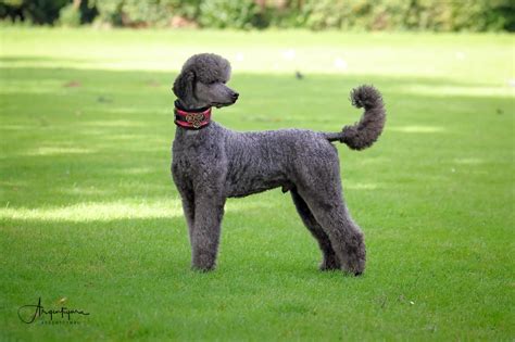 Standard poodles may be solid, parti colored (a mix of colors) or phantom colored. Blue standard poodle stud - Argentcymru Standard Poodles