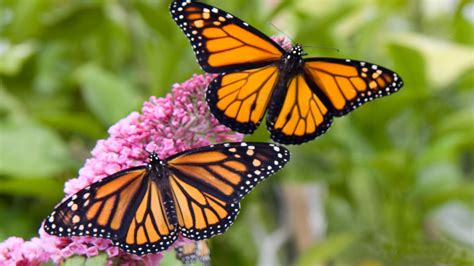 Male And Female Monarch Butterfly Desktop Hd Wallpaper