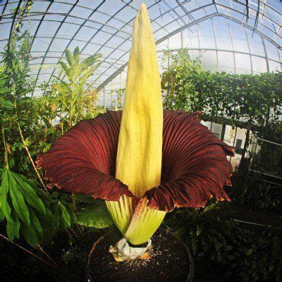 These flowers which bloom once in 12 years fade away after two weeks. Amorphophallus titanum - actabotanica.com.br