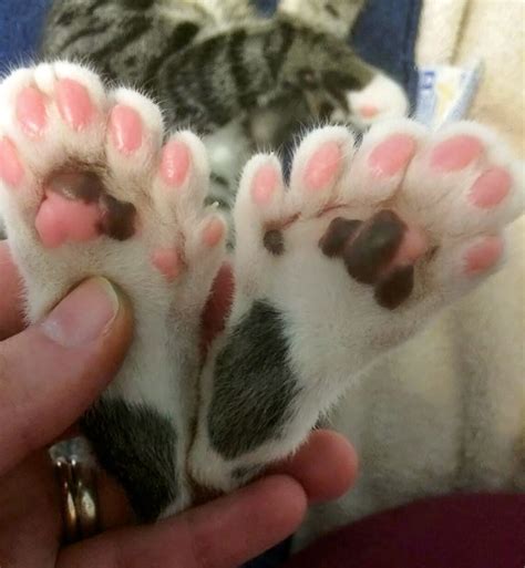 Polydactyl Maine Coon Extra Toes