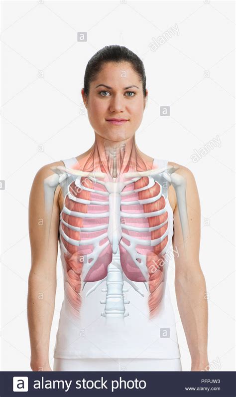 Rib cage, basketlike skeletal structure that forms the chest, or thorax, made up of the ribs and their corresponding attachments to the sternum and the vertebral column. Ribcage and lungs superimposed on woman's body, front view ...