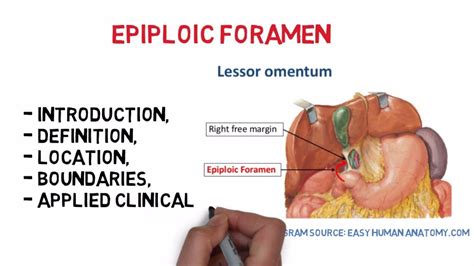 Epiploic Foramen Easy Notesanatomy Youtube