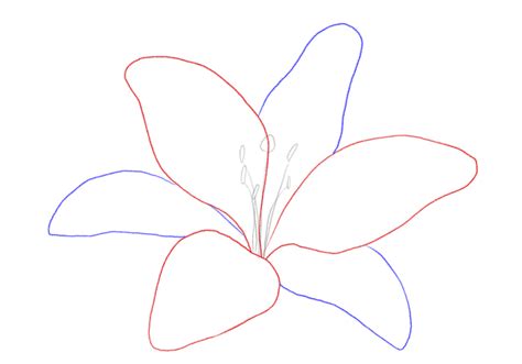 How To Draw A Lily Design School