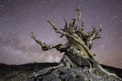 Meet The Oldest Trees In The World Right Here In The West — Sunset