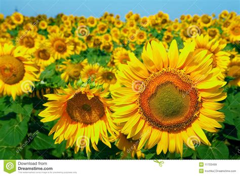 A Field Of Sunflowers On Blue Sky Royalty Free Stock