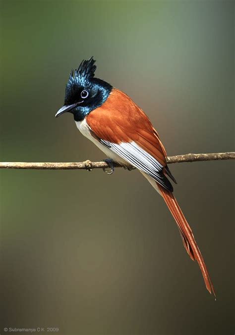 asian paradise flycatcher pretty birds love birds beautiful birds gorgeous fauna male bird
