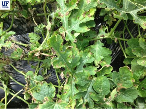 2022 Watermelon Update 3 March 28 Panhandle Agriculture