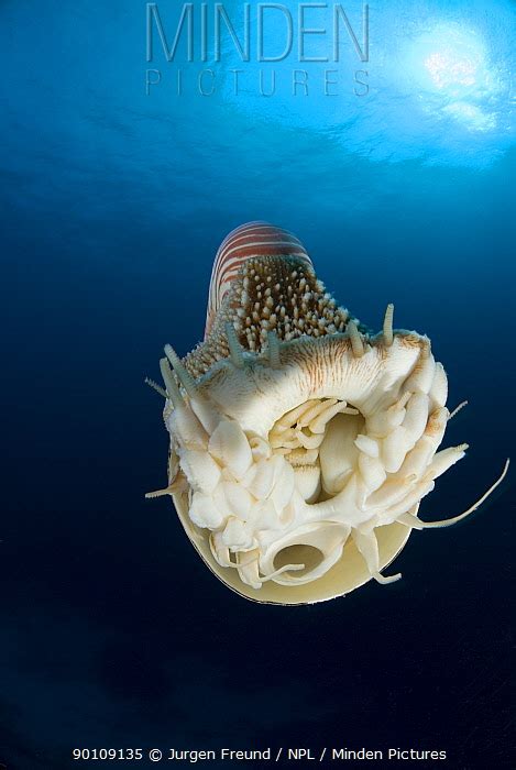 Chambered Nautilus Stock Photo Minden Pictures