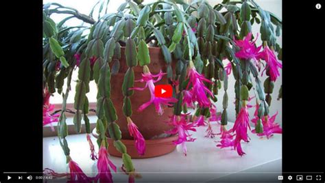 The hanging branches, which are made up of flat there are certain factors that can help — or hinder — your christmas cactus's potential. Christmas Cactus / Thanksgiving Cactus (Schlumbergera ...