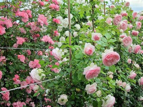 Idealmente, scegli un punto in cui le rose possano. Come coltivare le rose rampicanti - Piante in Giardino ...