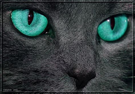 Turquoise Cat Eyes Mooie Katten Ogen Dieren
