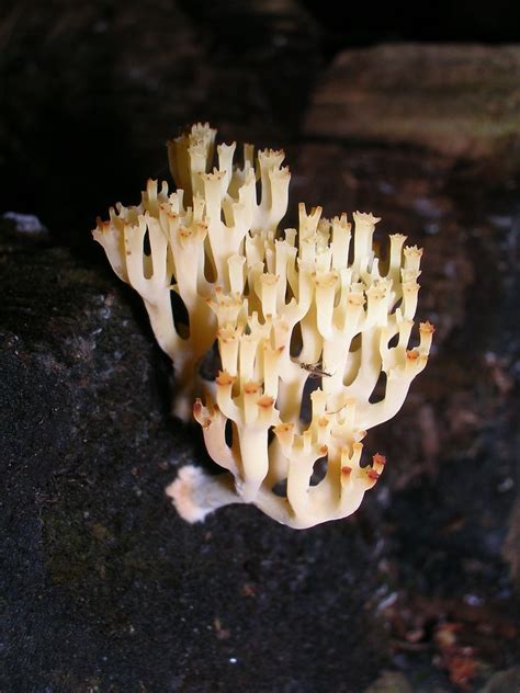 Crown Tipped Coral Clavicorona Pyxidata Two Moon Sky Flickr