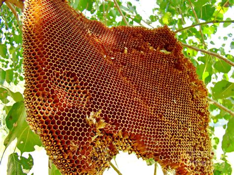 Honey Bee Hive Photograph By Irfan Gillani